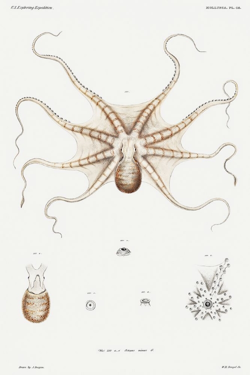 Picture of OCTOPUS MIMUS, A GOULD OCTOPUS ILLUSTRATION