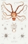Picture of ORNATE OCTOPUS ANATOMY ILLUSTRATION