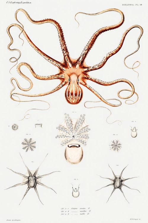 Picture of ORNATE OCTOPUS ANATOMY ILLUSTRATION