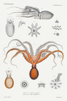 Picture of RED OCTOPUS AND AN ARGONAUT ILLUSTRATION