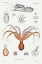 Picture of RED OCTOPUS AND AN ARGONAUT ILLUSTRATION