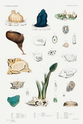 Picture of SEA SQUIRT VARIETIES SET ILLUSTRATION