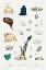 Picture of SEA SQUIRT VARIETIES SET ILLUSTRATION