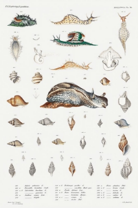 Picture of SNAIL VARIETIES SET ILLUSTRATION