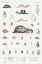 Picture of SNAIL VARIETIES SET ILLUSTRATION