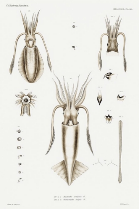 Picture of SQUID VARIETIES SET ILLUSTRATION I