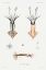 Picture of SQUID VARIETIES SET ILLUSTRATION II