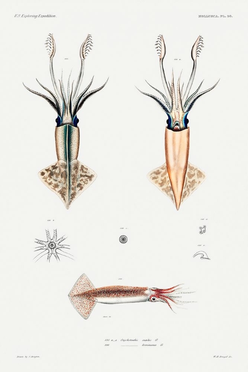 Picture of SQUID VARIETIES SET ILLUSTRATION II