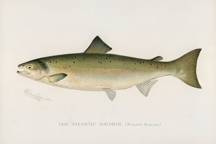 Picture of ATLANTIC SALMON, SALMO SALAR