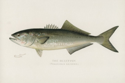 Picture of BLUEFISH, POMATOMUS SALTATRIX