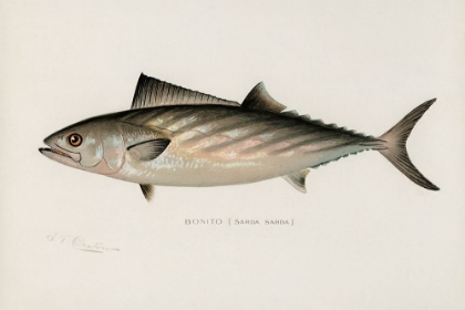 Picture of BONITO, SARDA SARDA