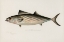 Picture of BONITO, SARDA SARDA