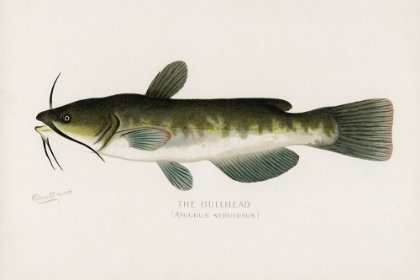 Picture of BULLHEAD, AMIURUS NEBULOSUS