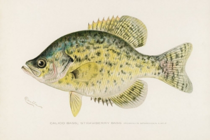 Picture of CALICO BASS, STRAWBERRY BASS, POMOXYS SPAROIDER LAC