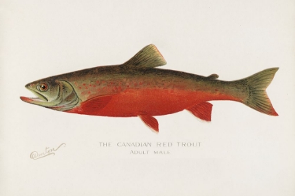 Picture of CANADIAN RED TROUT