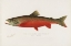 Picture of CANADIAN RED TROUT
