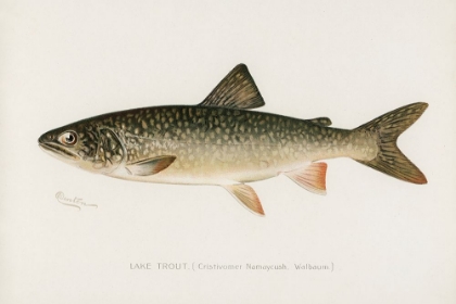 Picture of LAKE TROUT, CRISTIVOMER NAMAYCUSH