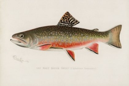 Picture of MALE BROOK TROUT, SALVELINUS FONTINALIS