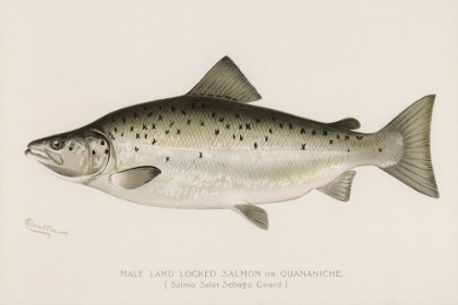 Picture of MALE LAND LOCKED SALMON,  QUANANICHE, SALMO SALAR SEBAQO GIRARD