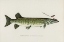 Picture of MASKALONGE, LUCIUS OHIENSIS, KIRTLAND