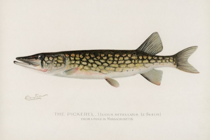 Picture of PICKEREL, LUCIUS RETICULATUS. LE SUEUR FROM A POND IN MASSACHUSETTS
