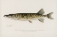 Picture of PICKEREL, LUCIUS RETICULATUS. LE SUEUR FROM A POND IN MASSACHUSETTS