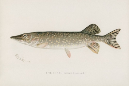 Picture of PIKE, LUCIUS LUCIUS