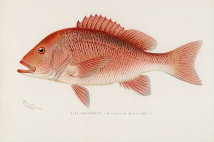 Picture of RED SNAPPER, NEOMAENIS BLACKFORD