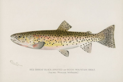 Picture of RED THROAT BLACK SPOTTED OR ROCKY MOUNTAIN TROUT