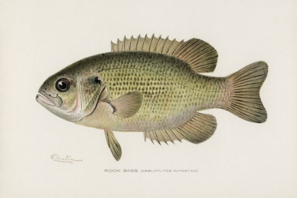 Picture of ROCK BASS, AMBLOPLITES RUPESTRIS