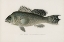 Picture of SEA BASS, CENTROPRISTES STRIATUS