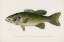 Picture of SMALL-MOUTHED BLACK BASS, MICROPTERUS DOLOMIEU