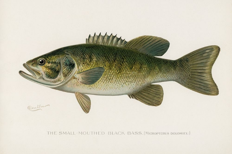 Picture of SMALL-MOUTHED BLACK BASS, MICROPTERUS DOLOMIEU