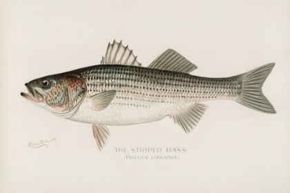 Picture of STRIPED BASS, ROCCUS LINEATUS