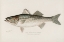 Picture of STRIPED BASS, ROCCUS LINEATUS