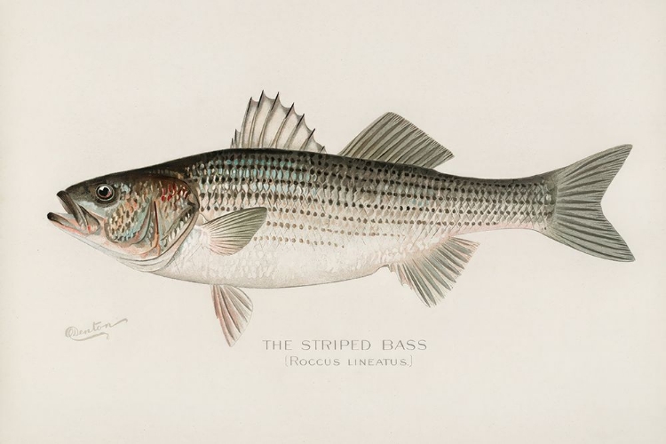 Picture of STRIPED BASS, ROCCUS LINEATUS