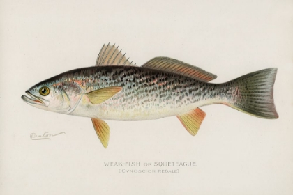 Picture of WEAK-FISH OR SQUETEACUE, CYNOSCION REGALE