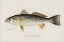 Picture of WEAK-FISH OR SQUETEACUE, CYNOSCION REGALE