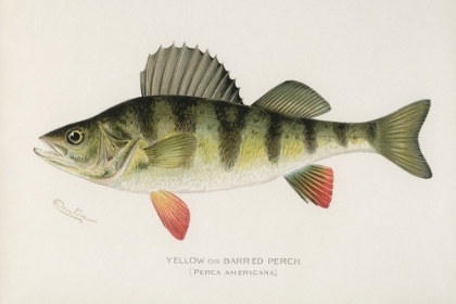 Picture of YELLOW OR BARRED PERCH, PERCA AMERICANA
