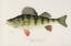 Picture of YELLOW OR BARRED PERCH, PERCA AMERICANA