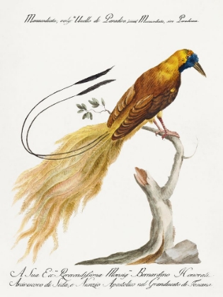 Picture of BIRD OF PARADISE, MANUCODIATA, SIVE PARADISAEA
