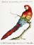 Picture of MACAW, PAPPAGALLO DETTO ARARA ROSSA DEL BRASILE