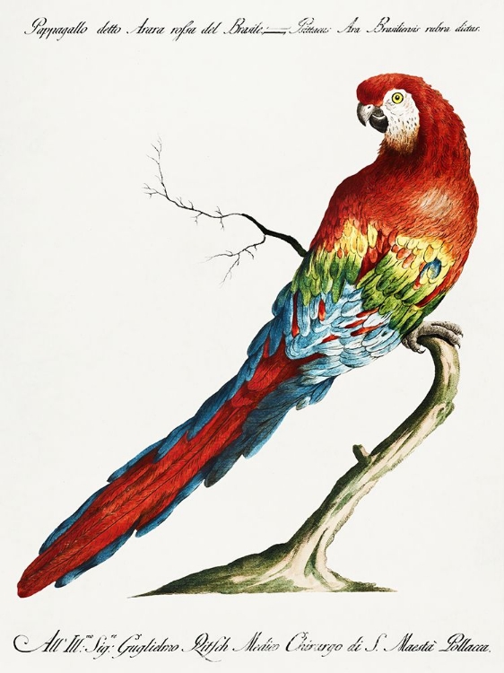 Picture of MACAW, PAPPAGALLO DETTO ARARA ROSSA DEL BRASILE