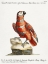 Picture of PARROT, PAPPAGALLO VARIEGATO DI CENERINO E ROSSO, DI GUINEA