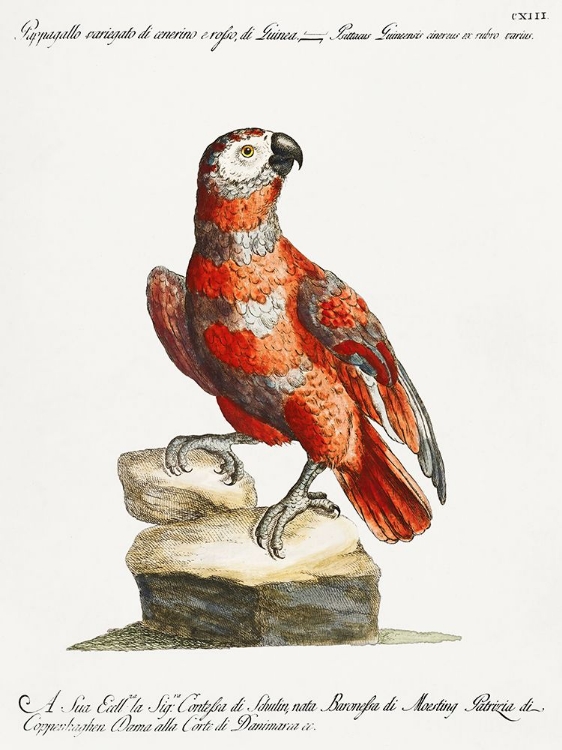 Picture of PARROT, PAPPAGALLO VARIEGATO DI CENERINO E ROSSO, DI GUINEA