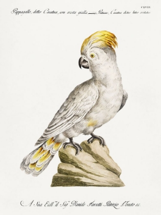 Picture of COCKATOO, PAPPAGALLO, DETTO CACATUA, CON CRESTA GIALLA