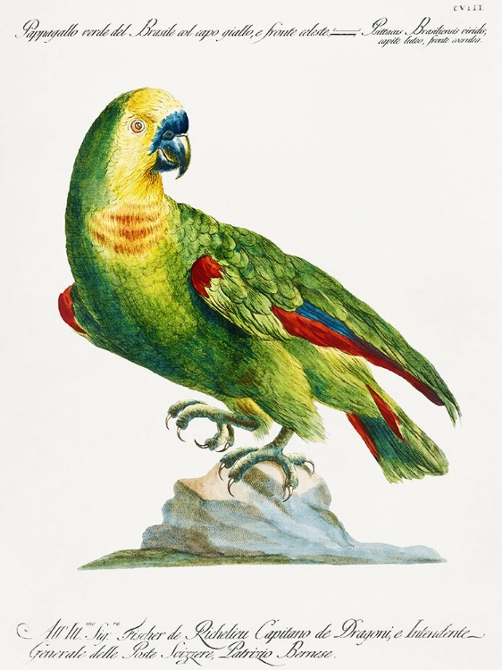 Picture of PARROT, APPAGALLO, VERDE DEL BRASILE COL CAPO GIALLO, E FRONTE CELESTE