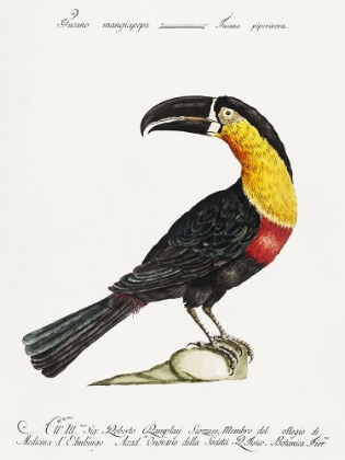 Picture of MANGIAPEPE TOUCAN, TUCANA PIPERIVORA