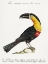 Picture of MANGIAPEPE TOUCAN, TUCANA PIPERIVORA