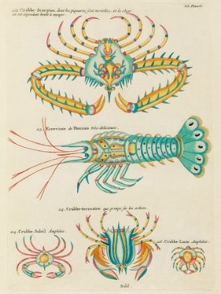 Picture of ILLUSTRATIONS OF CRAB AND LOBSTER FOUND IN THE INDIAN AND PACIFIC OCEANS